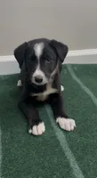Tyler , a male Border Collie for sale in East Rochester, NY – 1 of 5