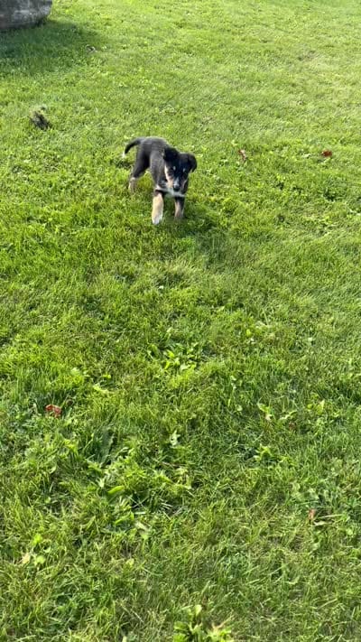 Tron, a male Australian Shepherd and Border Collie for sale in East Rochester, NY – 7 of 7