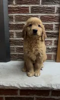 Rover , a male Golden Retriever for sale in East Rochester, NY – 3 of 4