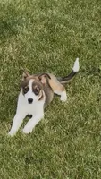 Chelly, a female Australian Shepherd and Border Collie for sale in East Rochester, NY – 2 of 4