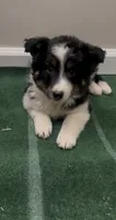 Daisy , a female Australian Shepherd for sale in East Rochester, NY – 4 of 5