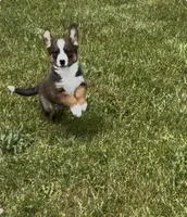 Greg , a male Australian Cattle Dog and Australian Shepherd for sale in East Rochester, NY – 8 of 9