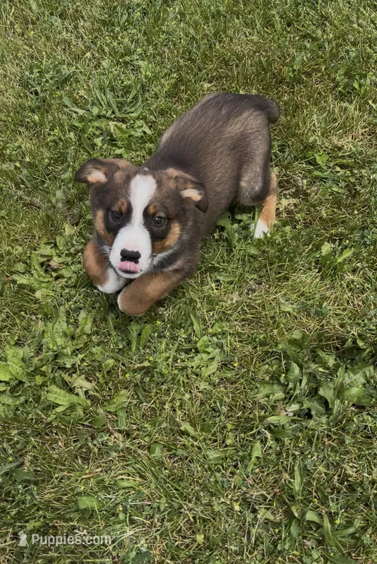 Greg  – Australian Cattle Dog, Australian Shepherd puppy for sale in East Rochester, NY