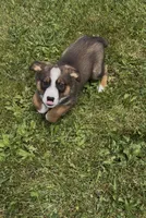 Greg , a male Australian Cattle Dog and Australian Shepherd for sale in East Rochester, NY – 1 of 9