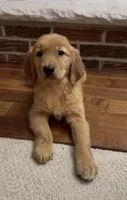 Raven , a female Golden Retriever for sale in East Rochester, NY – 2 of 5