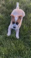 Don, a male Australian Cattle Dog for sale in East Rochester, NY – Photo 2 of 3