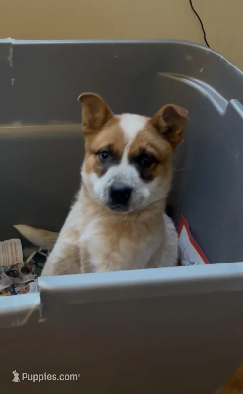 Don – Australian Cattle Dog puppy for sale in East Rochester, NY