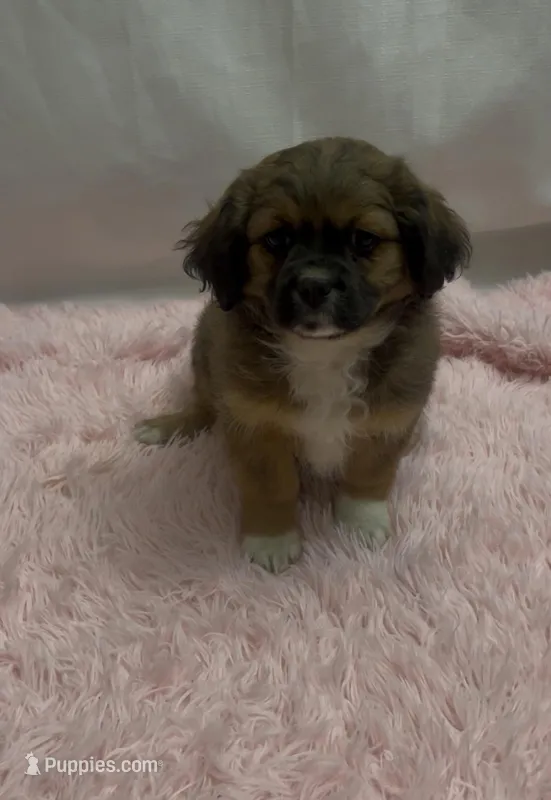 Toby – Shih Tzu puppy for sale in East Rochester, NY