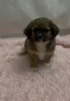 Toby, a male Shih Tzu for sale in East Rochester, NY – Photo 1 of 8