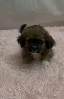 Toby, a male Shih Tzu for sale in East Rochester, NY – Photo 4 of 8