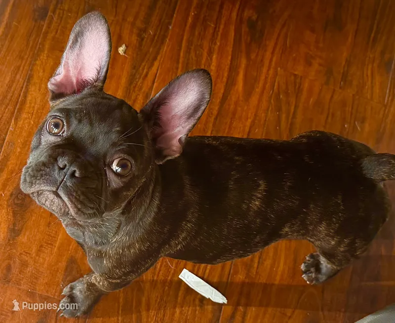 $1000 Brindle Frenchie- Velvet  – French Bulldog puppy for sale in Pomona, CA
