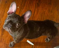 $900 or best offer Brindle, a female French Bulldog for sale in Pomona, CA – 12 of 13