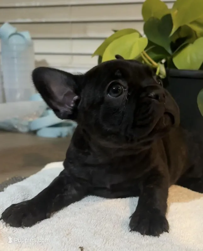 Velvet  – French Bulldog puppy for sale in Pomona, CA