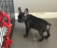 $900 OBO Brindle (Joy), a female French Bulldog for sale in Pomona, CA – 4 of 7