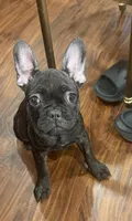 $900 OBO Brindle (Joy), a female French Bulldog for sale in Pomona, CA – 2 of 7