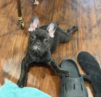 $900 OBO Brindle (Joy), a female French Bulldog for sale in Pomona, CA – 1 of 7