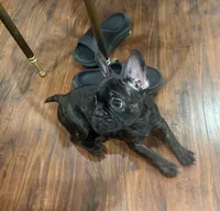 $900 OBO Brindle (Joy), a female French Bulldog for sale in Pomona, CA – 5 of 7