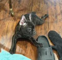 $900 OBO Brindle (Joy), a female French Bulldog for sale in Pomona, CA – 7 of 7