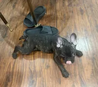 $900 OBO Brindle (Joy), a female French Bulldog for sale in Pomona, CA – 3 of 7