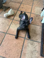$900 or best offer Brindle, a female French Bulldog for sale in Pomona, CA – 13 of 13