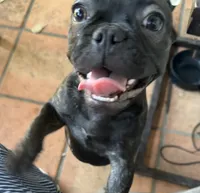 $900 or best offer Brindle, a female French Bulldog for sale in Pomona, CA – 7 of 13