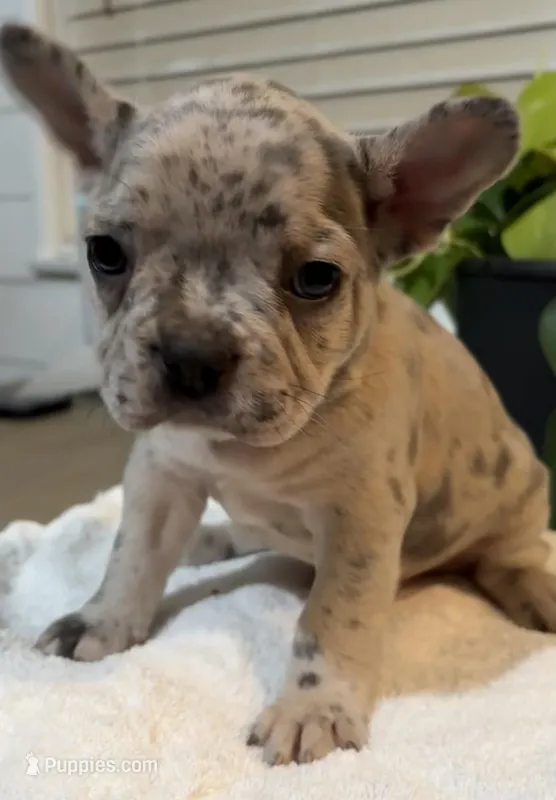 Luna – French Bulldog puppy for sale in Pomona, CA