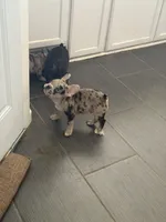 Gemini - Rare 1 Green/1 Blue eye, a male French Bulldog for sale in Pomona, CA – Photo 7 of 8