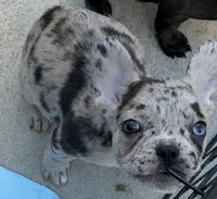 Gemini - Rare 1 Green/1 Blue eye, a male French Bulldog for sale in Pomona, CA – Photo 5 of 8