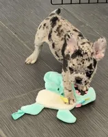 Gemini - Rare 1 Green/1 Blue eye, a male French Bulldog for sale in Pomona, CA – Photo 3 of 8