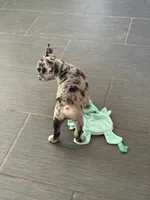 Gemini - Rare 1 Green/1 Blue eye, a male French Bulldog for sale in Pomona, CA – Photo 8 of 8