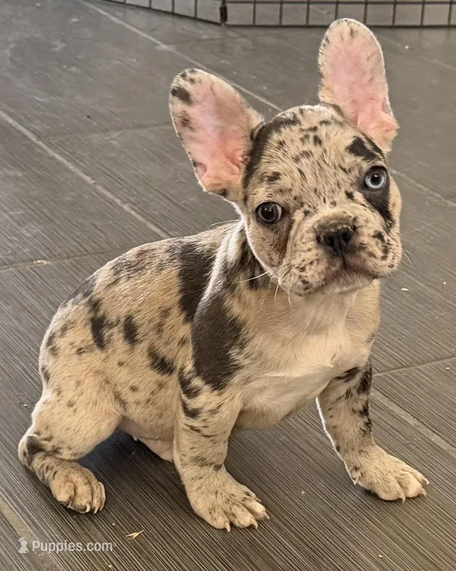 Gemini - Rare 1 Green/1 Blue eye – French Bulldog puppy for sale in Pomona, CA
