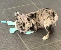 Gemini - Rare 1 Green/1 Blue eye, a male French Bulldog for sale in Pomona, CA – Photo 4 of 8