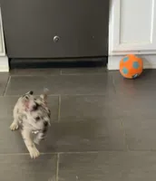 Gemini - Rare 1 Green/1 Blue eye, a male French Bulldog for sale in Pomona, CA – Photo 2 of 8