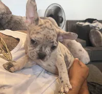 Skye- SOLD, a male French Bulldog for sale in Pomona, CA – Photo 2 of 2