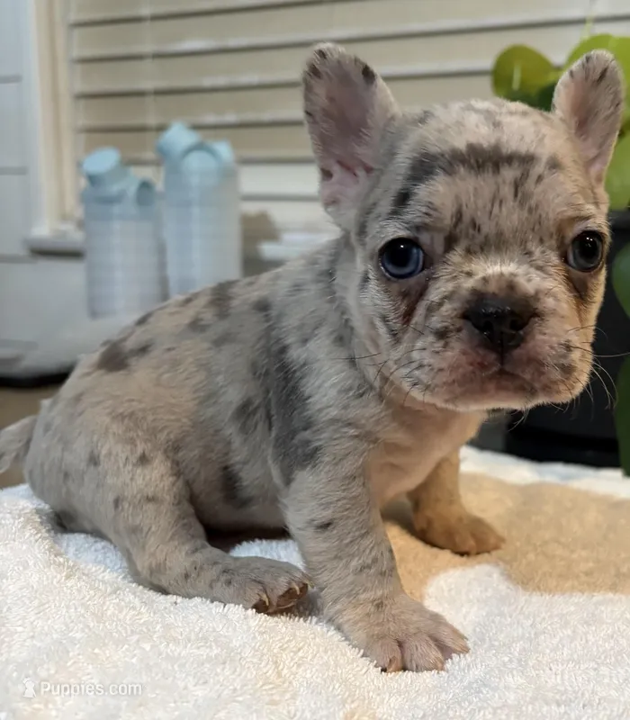 Skye  – French Bulldog puppy for sale in Pomona, CA