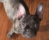 $900 or best offer Brindle, a female French Bulldog for sale in Pomona, CA – 11 of 13