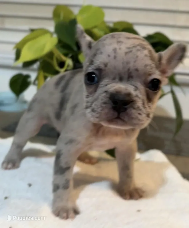 Pinky  – French Bulldog puppy for sale in Pomona, CA