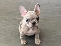 Pinky -Rare 1 Green/1 Blue eye, a female French Bulldog for sale in Pomona, CA – Photo 7 of 7