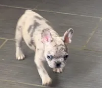 Pinky -Rare 1 Green/1 Blue eye, a female French Bulldog for sale in Pomona, CA – Photo 5 of 7