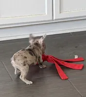 Pinky -Rare 1 Green/1 Blue eye, a female French Bulldog for sale in Pomona, CA – Photo 4 of 7