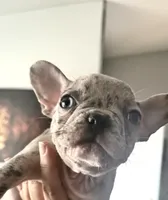 Pinky -Rare 1 Green/1 Blue eye, a female French Bulldog for sale in Pomona, CA – Photo 2 of 7