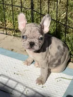 Pinky -Rare 1 Green/1 Blue eye, a female French Bulldog for sale in Pomona, CA – Photo 3 of 7