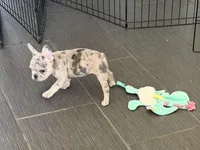 Pinky -Rare 1 Green/1 Blue eye, a female French Bulldog for sale in Pomona, CA – Photo 6 of 7