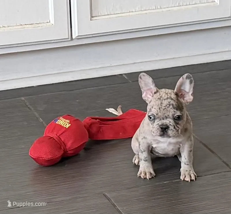 Pinky -Rare 1 Green/1 Blue eye – French Bulldog puppy for sale in Pomona, CA