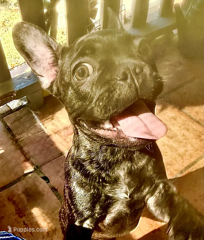 $1000 Brindle Frenchie- Velvet  – French Bulldog puppy for sale in Pomona, CA