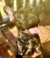 $900 or best offer Brindle, a female French Bulldog for sale in Pomona, CA – 1 of 13