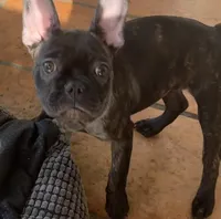 $900 or best offer Brindle, a female French Bulldog for sale in Pomona, CA – 4 of 13