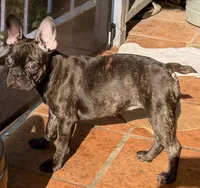 $900 or best offer Brindle, a female French Bulldog for sale in Pomona, CA – 5 of 13