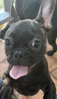$900 or best offer Brindle, a female French Bulldog for sale in Pomona, CA – 8 of 13