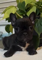 $900 OBO Brindle (Coco), a female French Bulldog for sale in Pomona, CA – 5 of 8